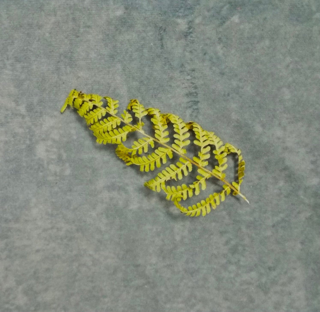 Perfumery Ingredient Highlight: Fern - Howarth & Lear Ltd