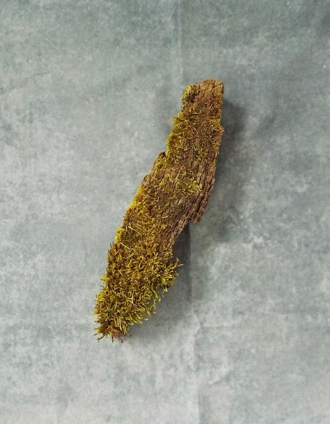 Perfumery Ingredient Highlight: Moss - Howarth & Lear Ltd