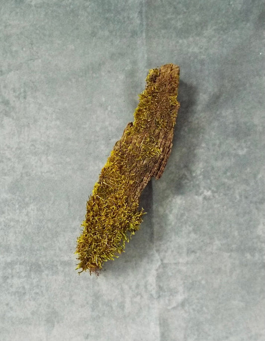 Perfumery Ingredient Highlight: Moss - Howarth & Lear Ltd