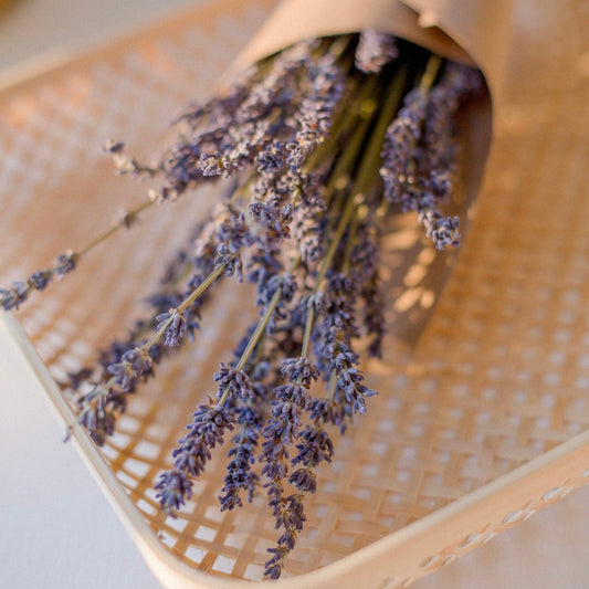 Perfumery Ingredient Highlight: Lavender - Howarth & Lear Ltd